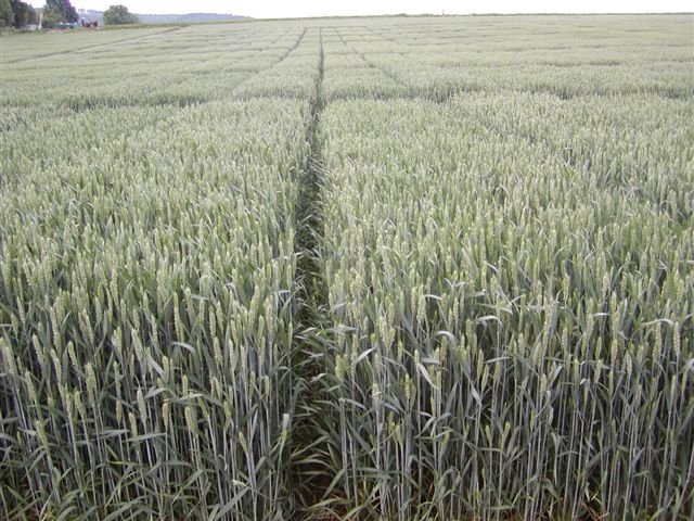 Winter wheat field experiments