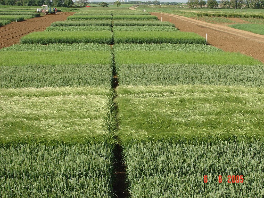 Crop rotations with 40 %, 60 % and 80 % share of cereals
