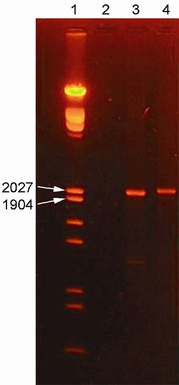 DNA agarose gel (1%) - PCR analysis of Dy-subunit from cultivar Noe