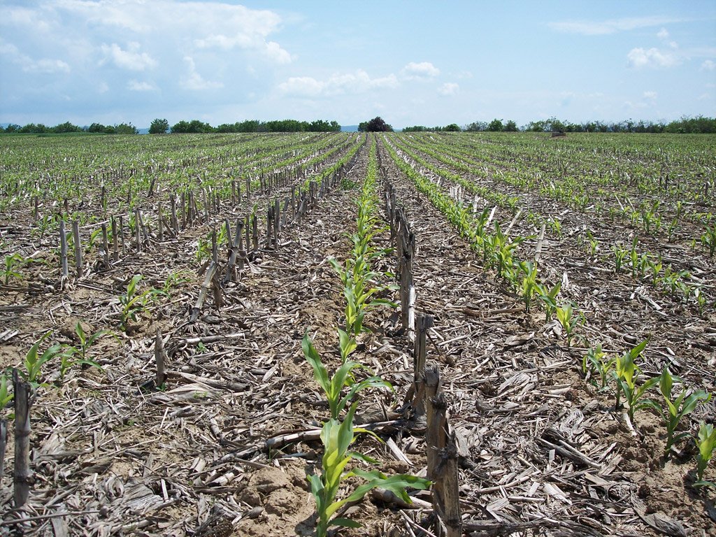 Additional input of organic matter is the ground of sustainment of soil fertility
